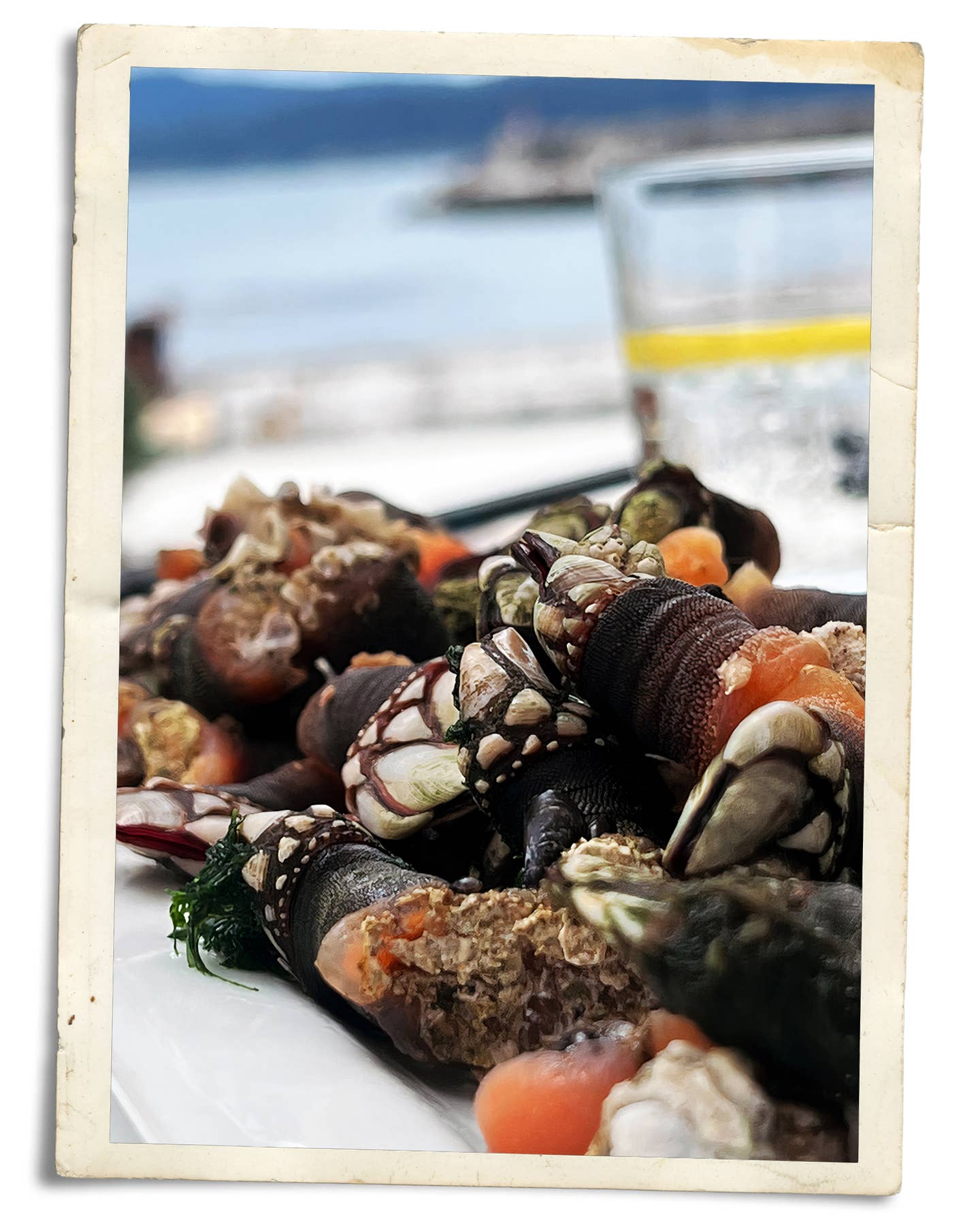 Percebes