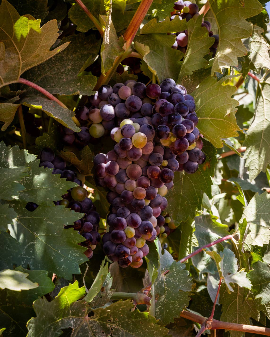 Grape