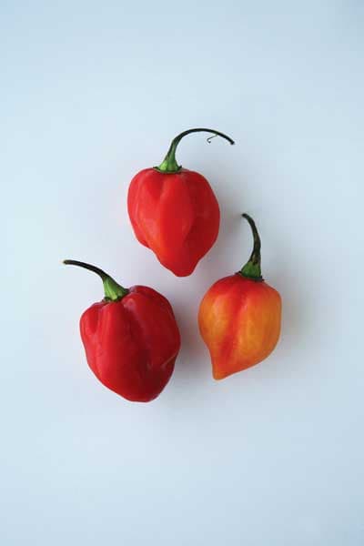 Caribbean Red Chile Pepper