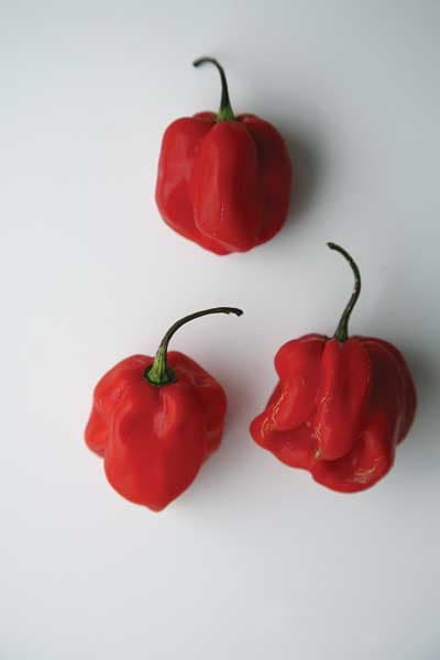 Red Habanero Chile Pepper