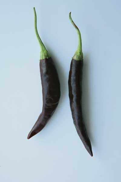 Mirasol (Purple Variety) Chile Pepper