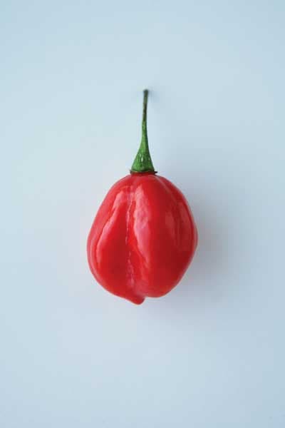 Aji Dulce Chile Pepper