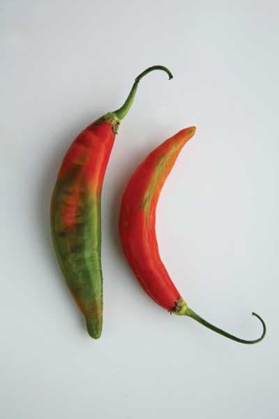 Ecuadoran Aji Chile Pepper