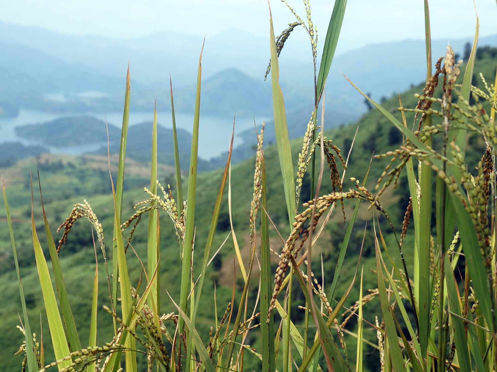 Nagaland Wheat