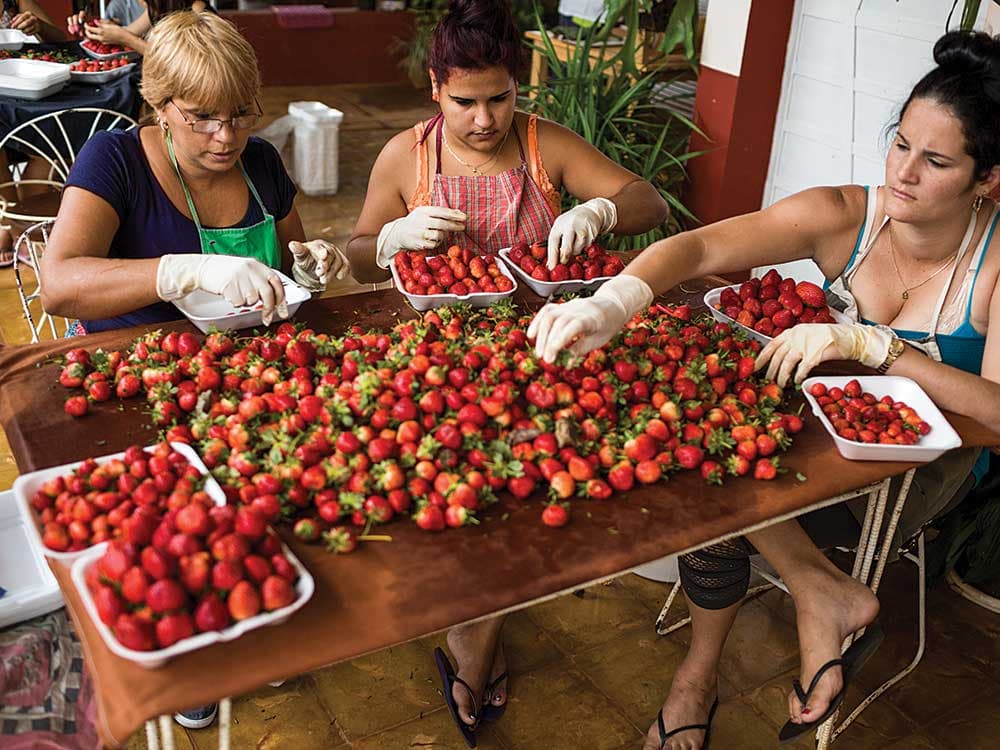Alpízar sourced his strawberries from another farm