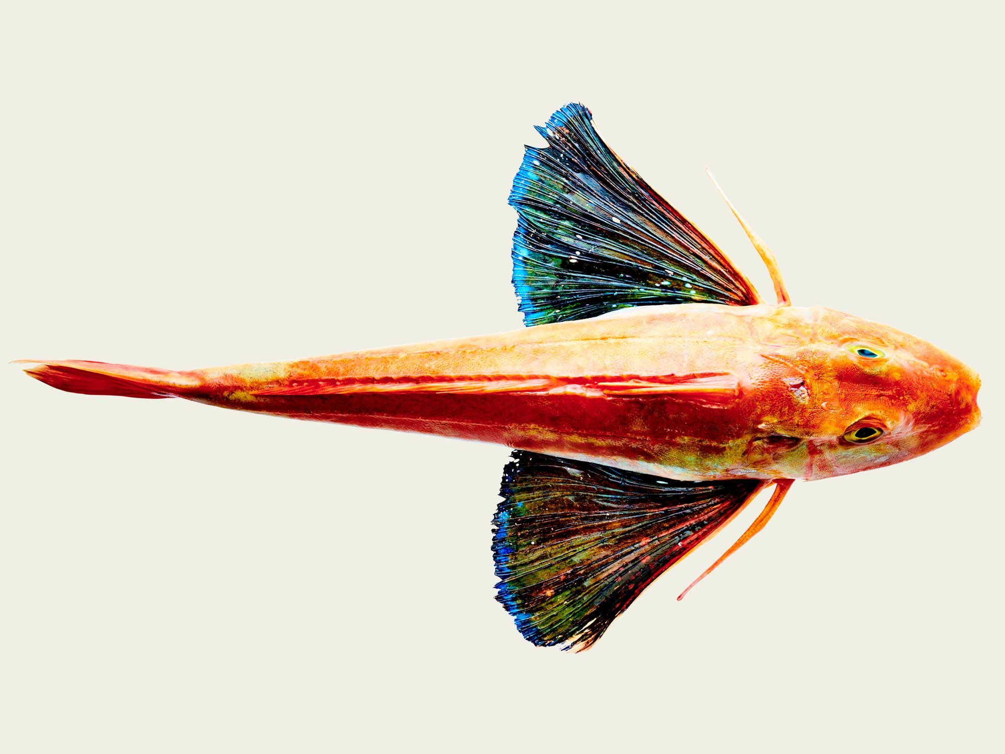 gurnard robin fish