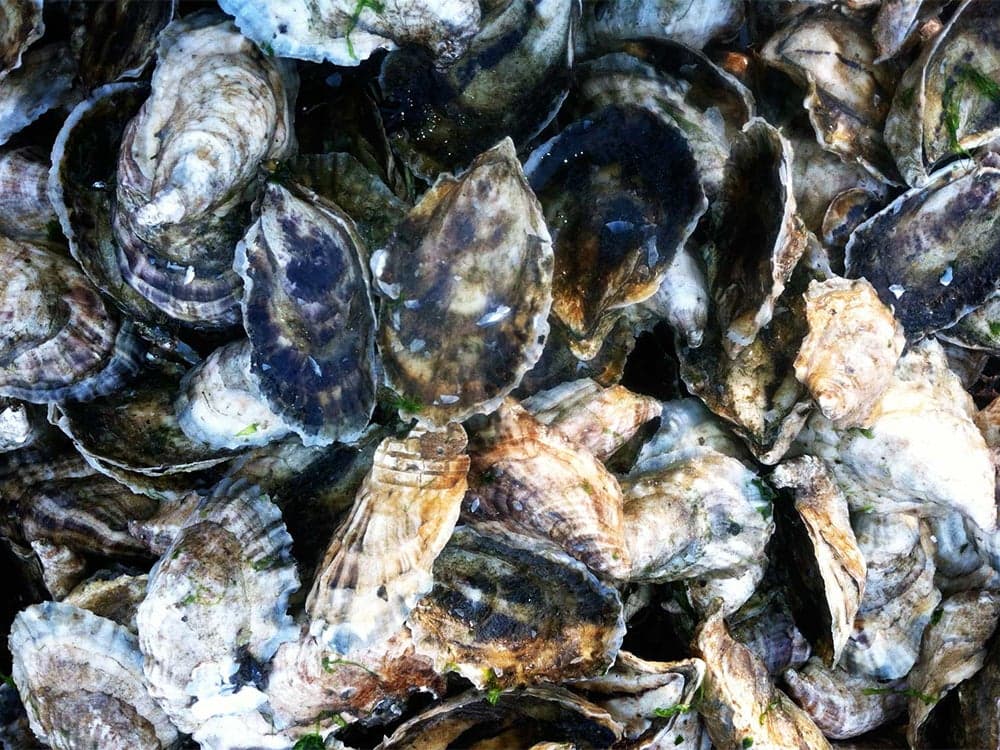 Wellfleet Oysters