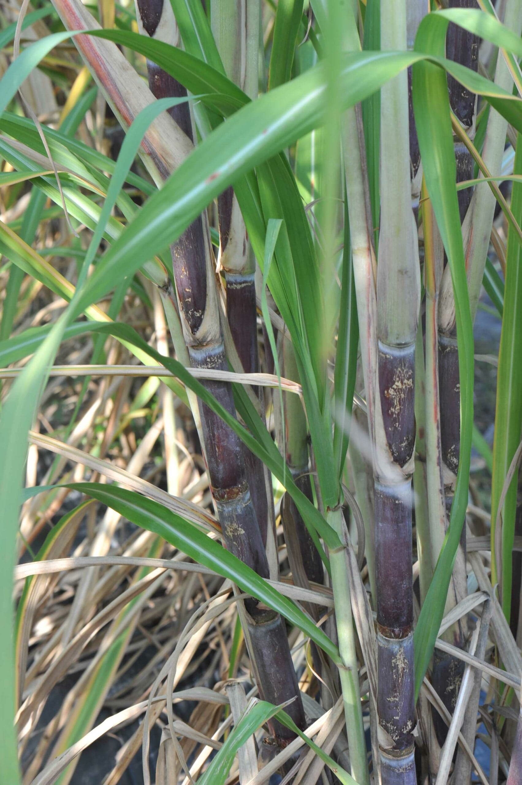 purple ribbon sugarcane