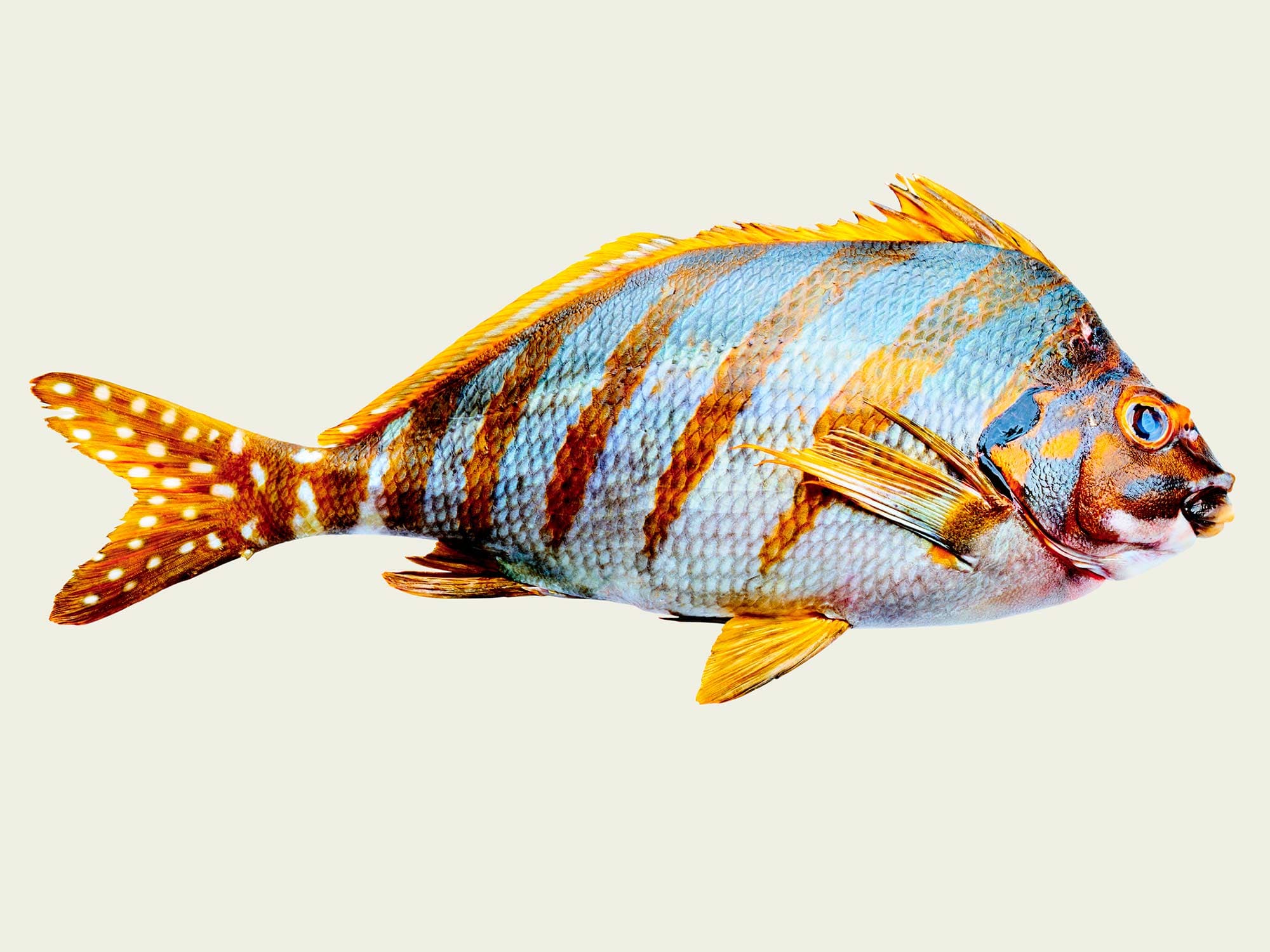 Takanohadai fish
