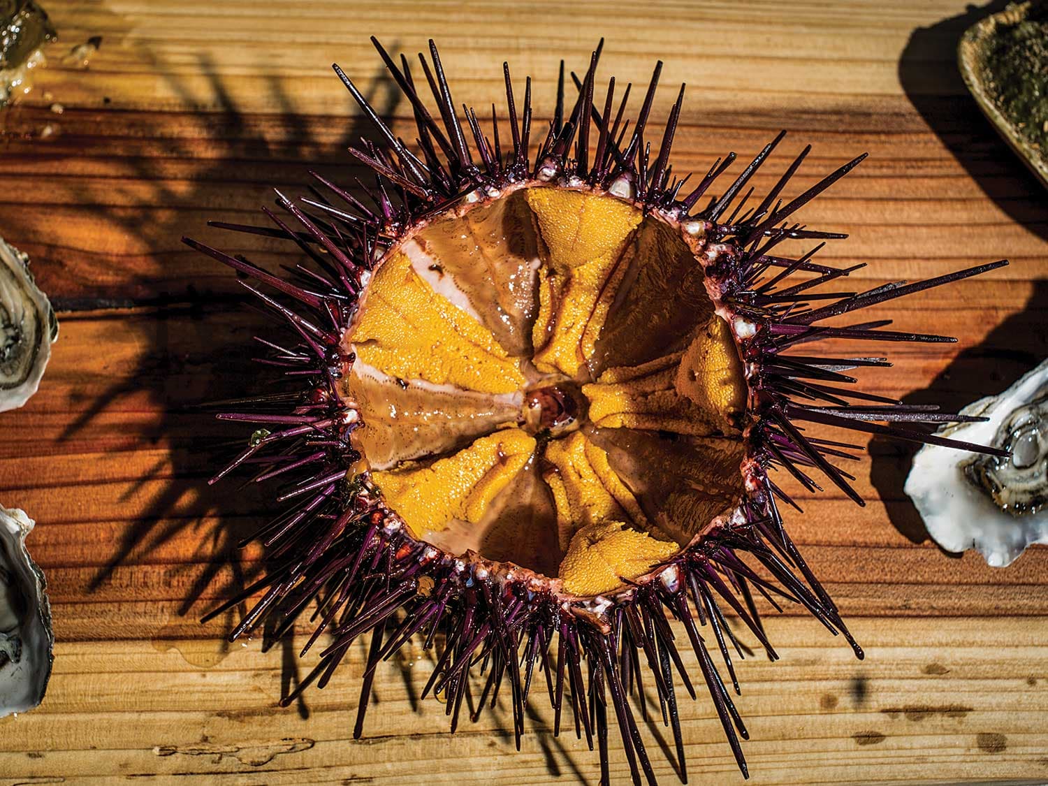 opened sea urchin