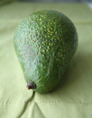 frey avocado