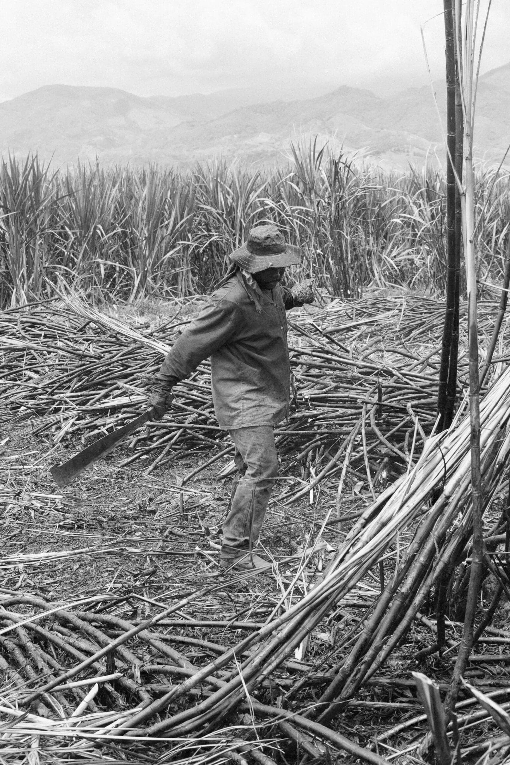 A sugar cane cutter on a farm in Colombia's Valle de Cauca