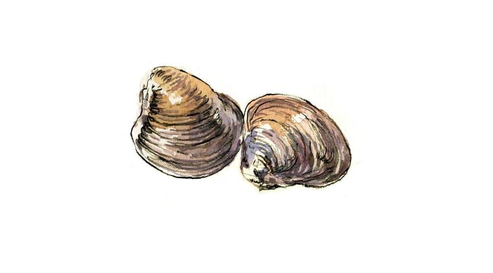 seafood, clams