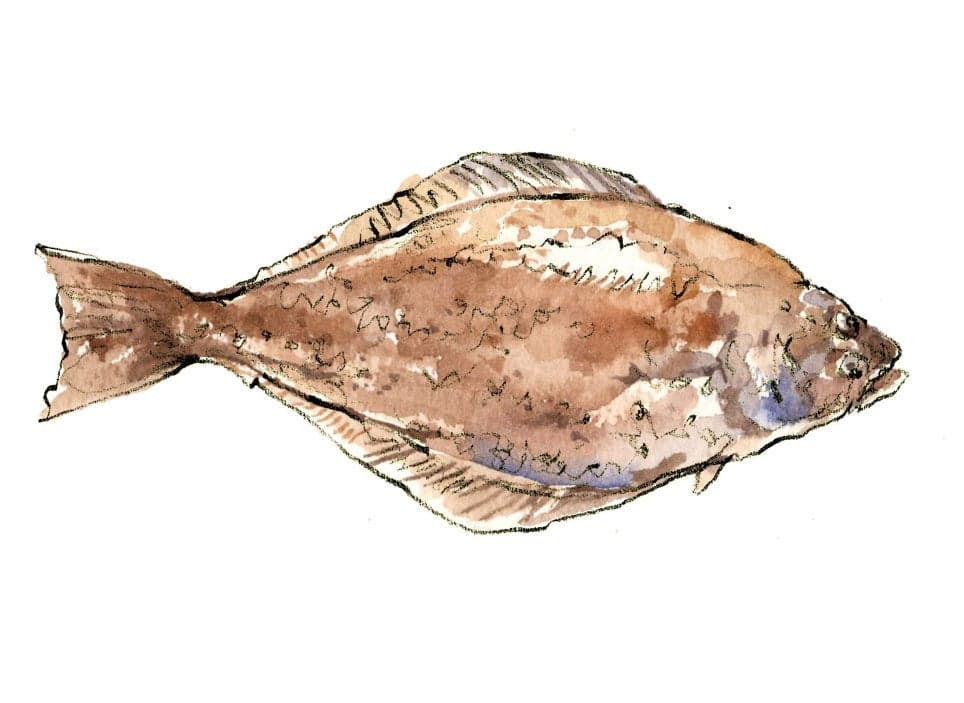halibut fish