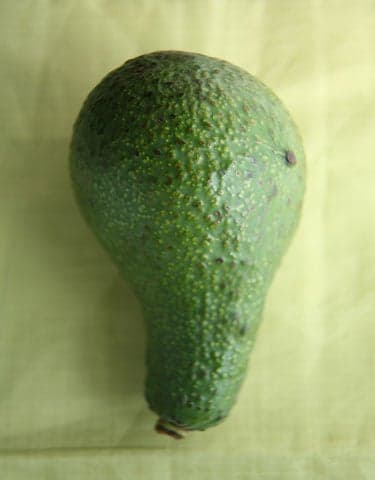 macarthur avocado