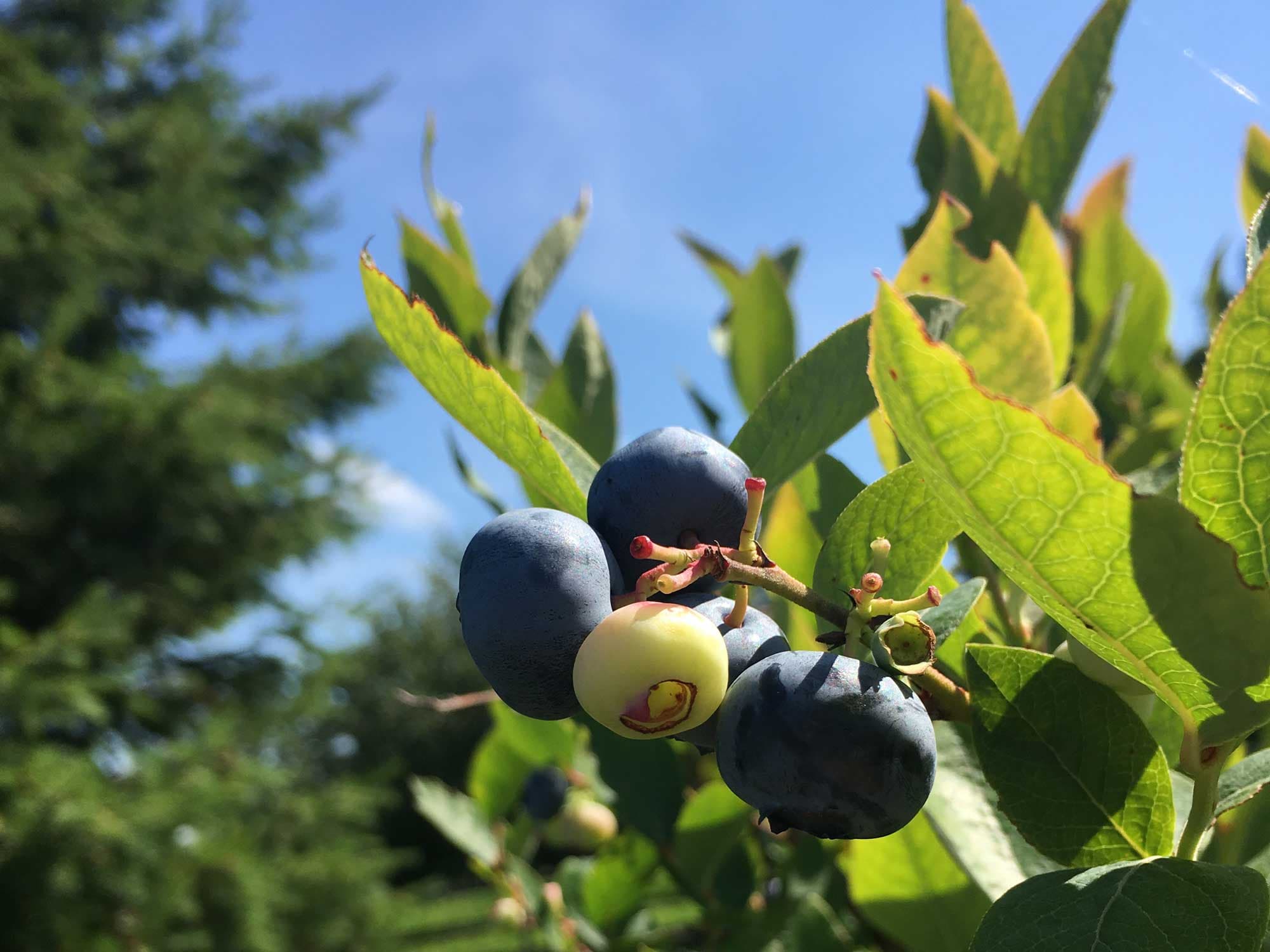 Blueberry bushes