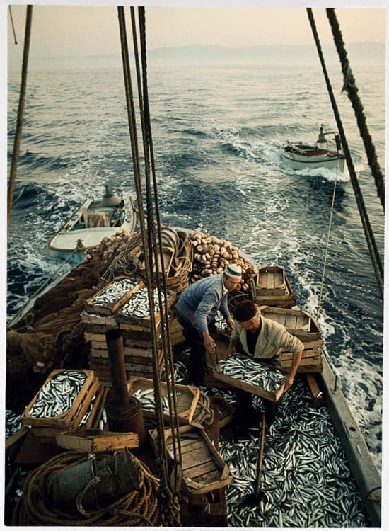 Sardine Fishermen