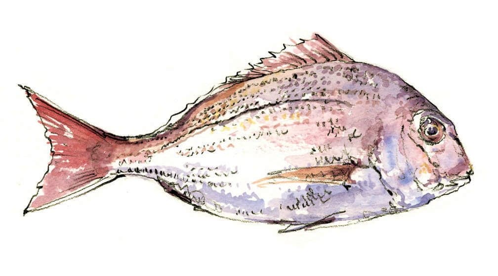 Sea Bream Fish