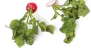 Pickled Radish Greens-image