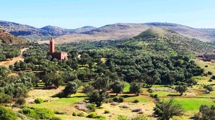 Morocco Gold Olive Groves