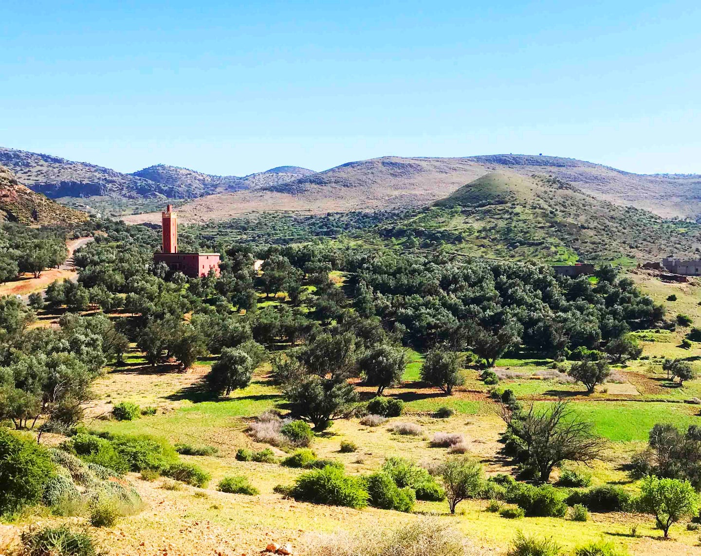Morocco Gold Olive Groves
