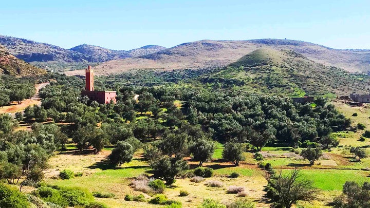 Morocco Gold Olive Groves