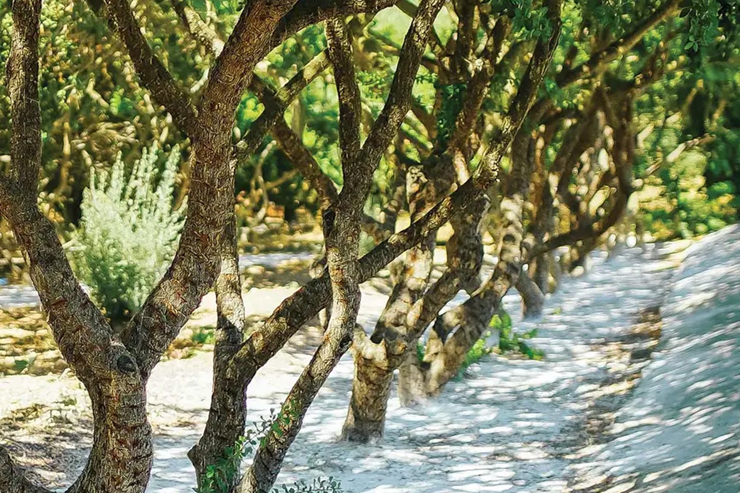 On the Greek Island of Chios, One Tree Rules Them All