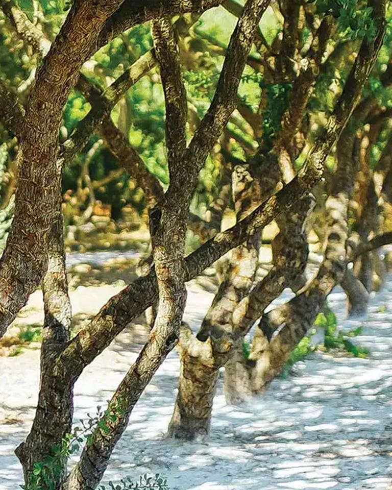 On the Greek Island of Chios, One Tree Rules Them All On the Greek Island of Chios, One Tree Rules Them All