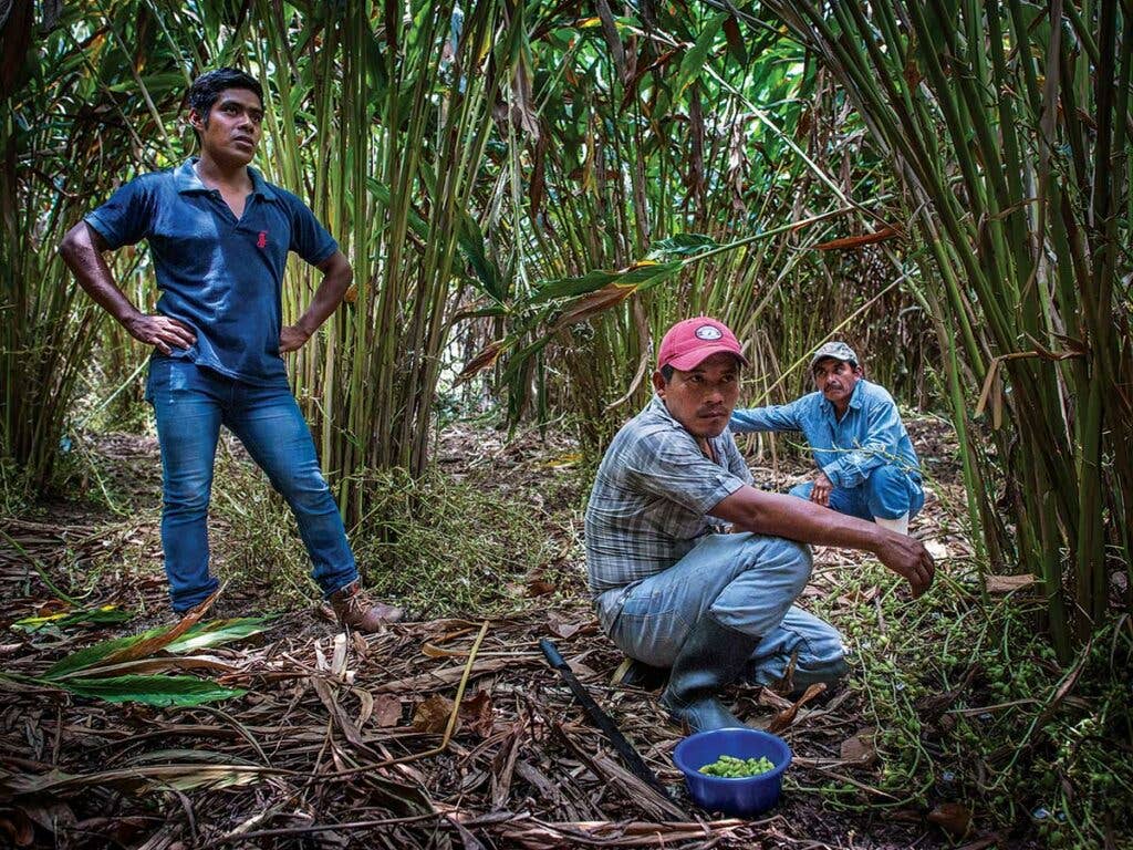 cardamom harvest