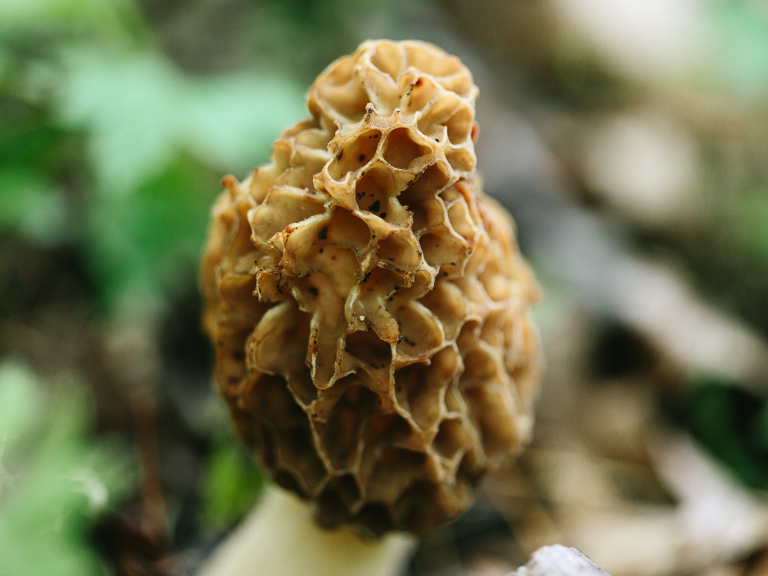 We Met Some Fungi in the Morel Capital of America Wisconsin