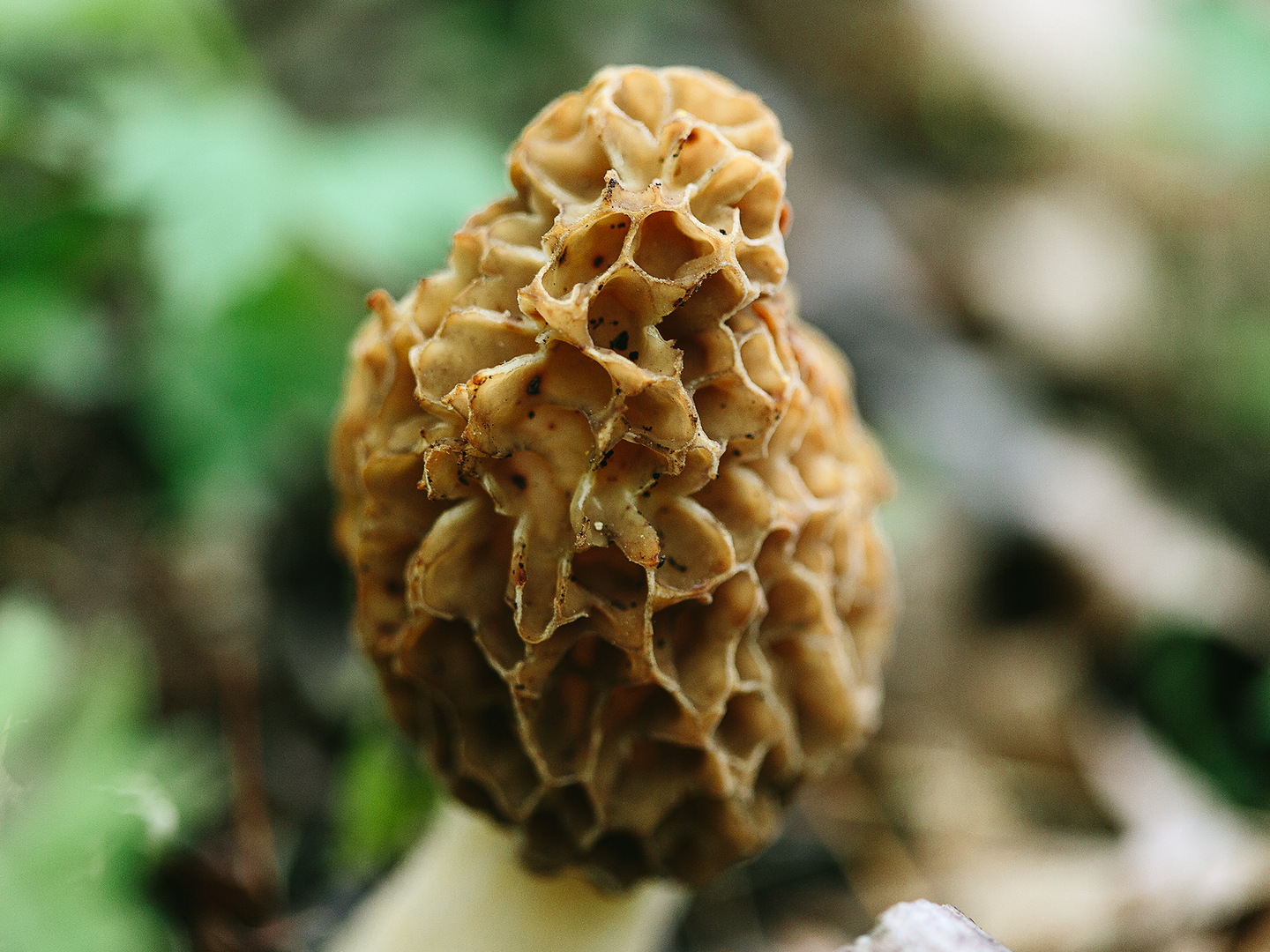 We Met Some Fungi in the Morel Capital of America: Wisconsin
