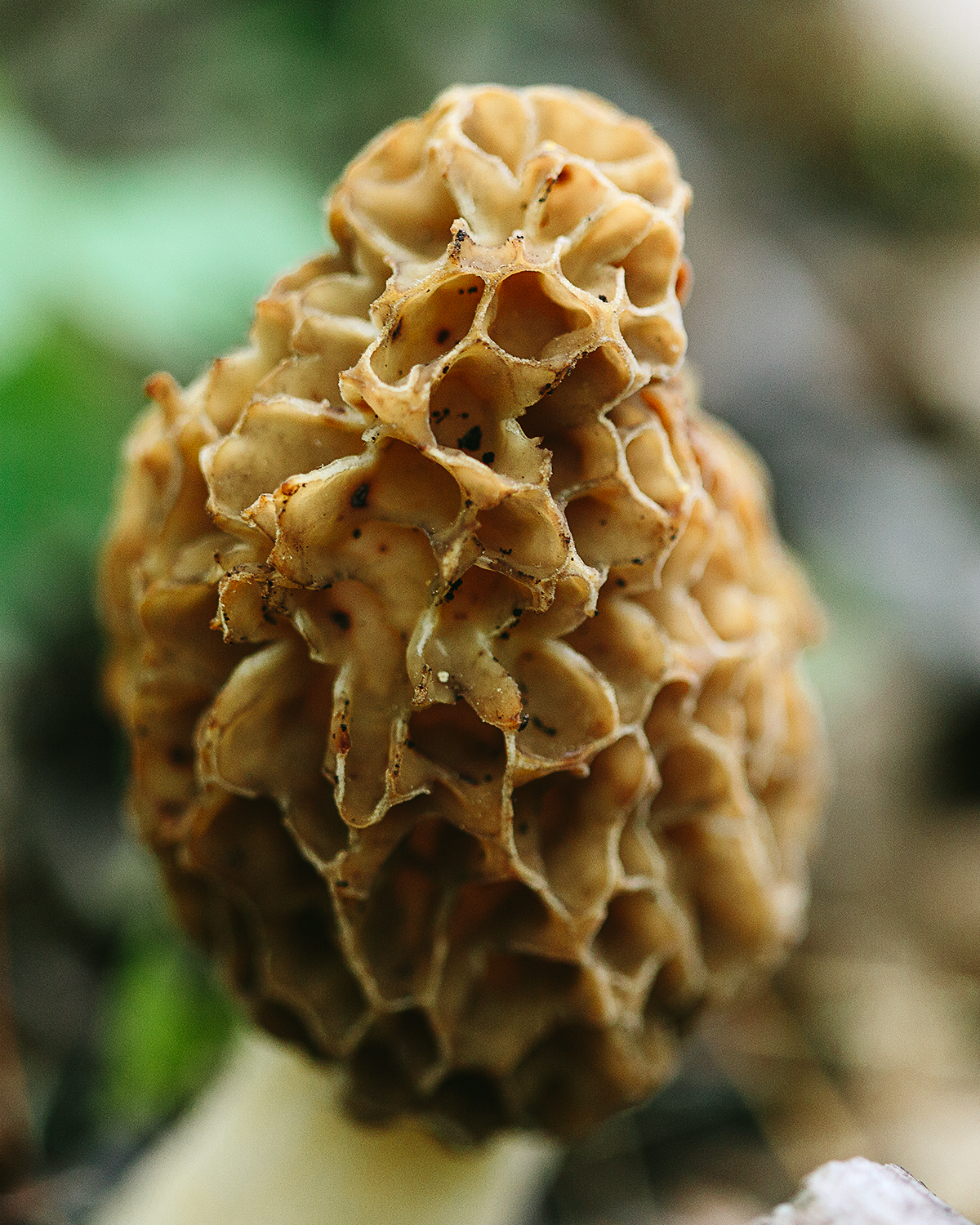 We Met Some Fungi in the Morel Capital of America: Wisconsin We Met Some Fungi in the Morel Capital of America: Wisconsin