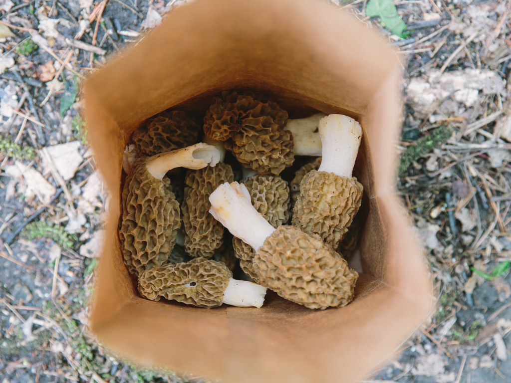morels