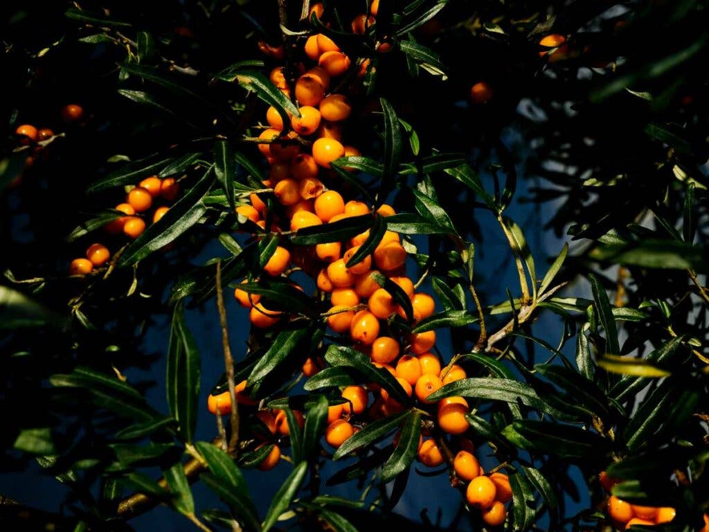 Sea buckthorn berries