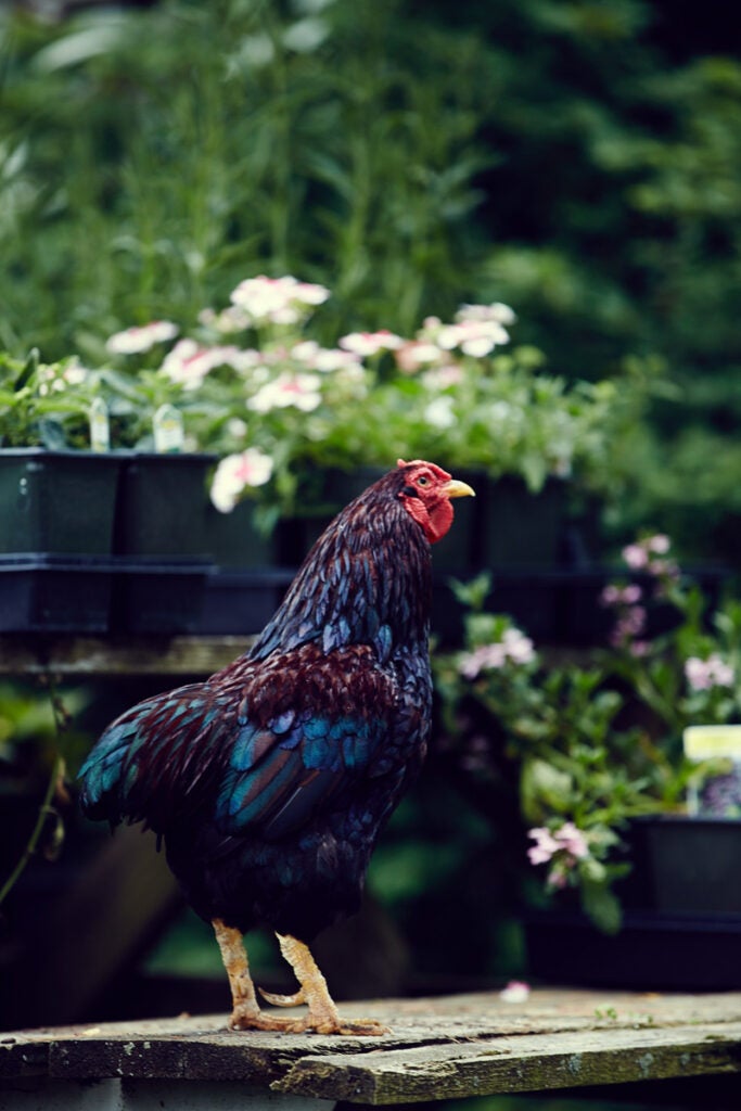 North Creek Farm Chicken