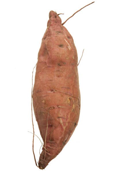 Amish Bush Porto Rico sweet potato