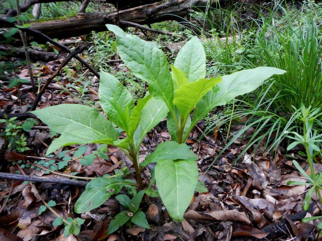 Poke Weeds growing in the ground