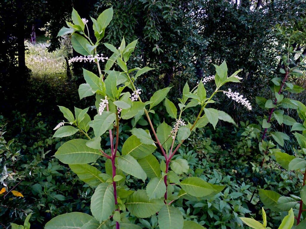 Poke Weeds growing