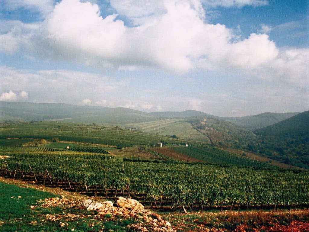 Vineyards; Tokaj, Hungary