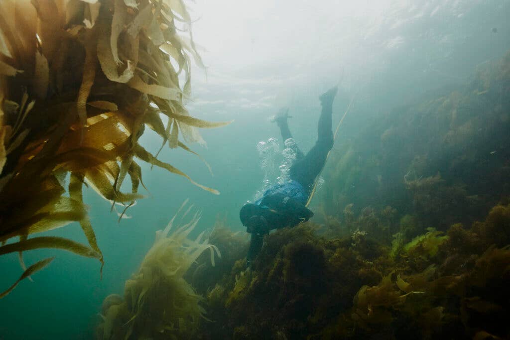 Diving in Tasmania