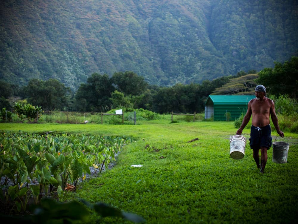 Jayson Mock Chew harvesting taro from his lo'i ponds