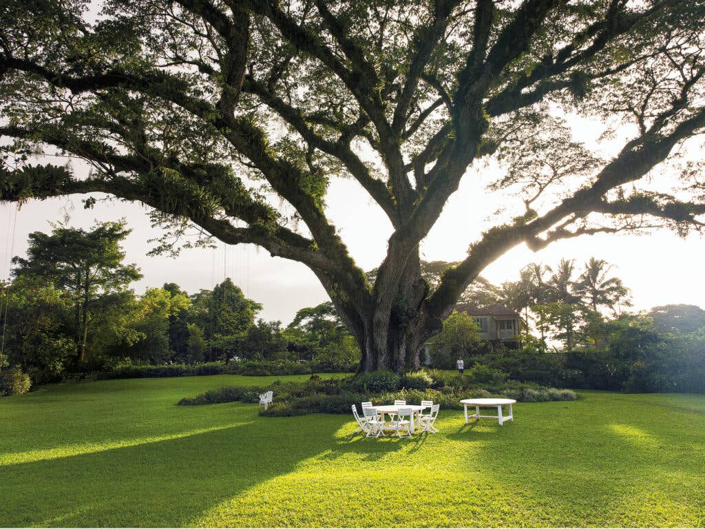 Guango tree