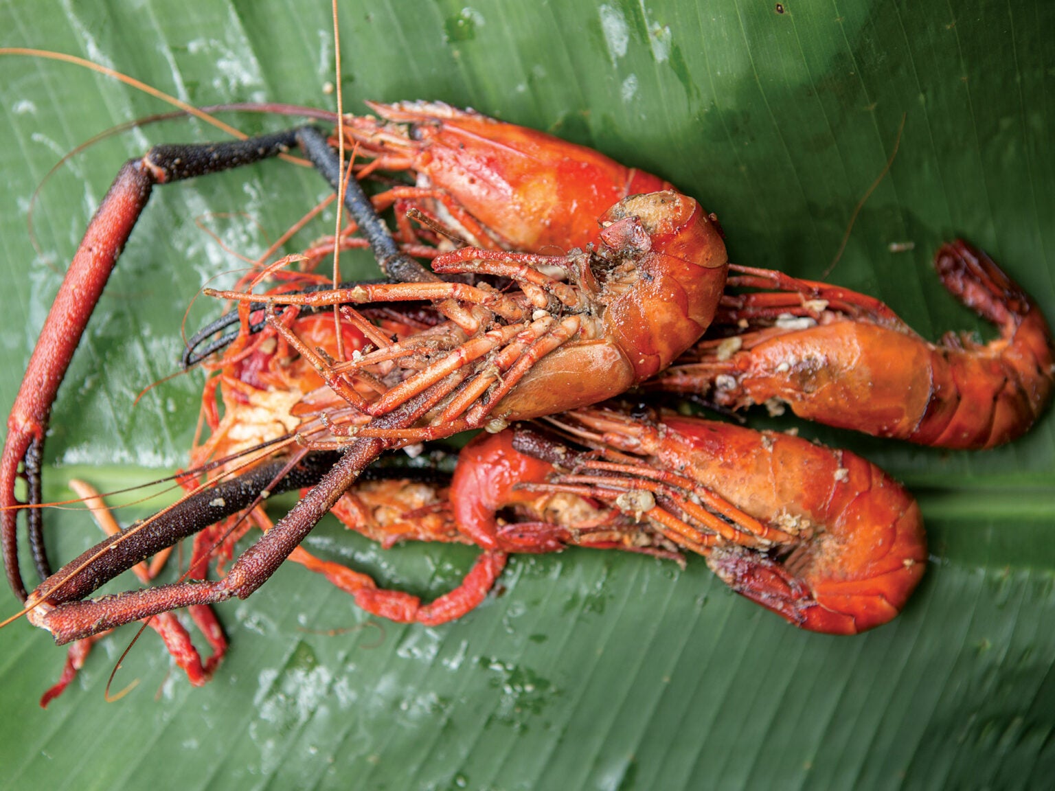 WokFried Shrimp with Garlic Saveur
