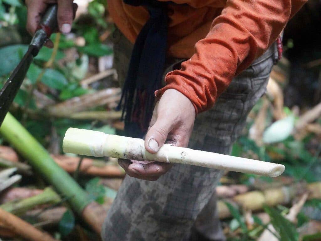 Nagaland Bamboo