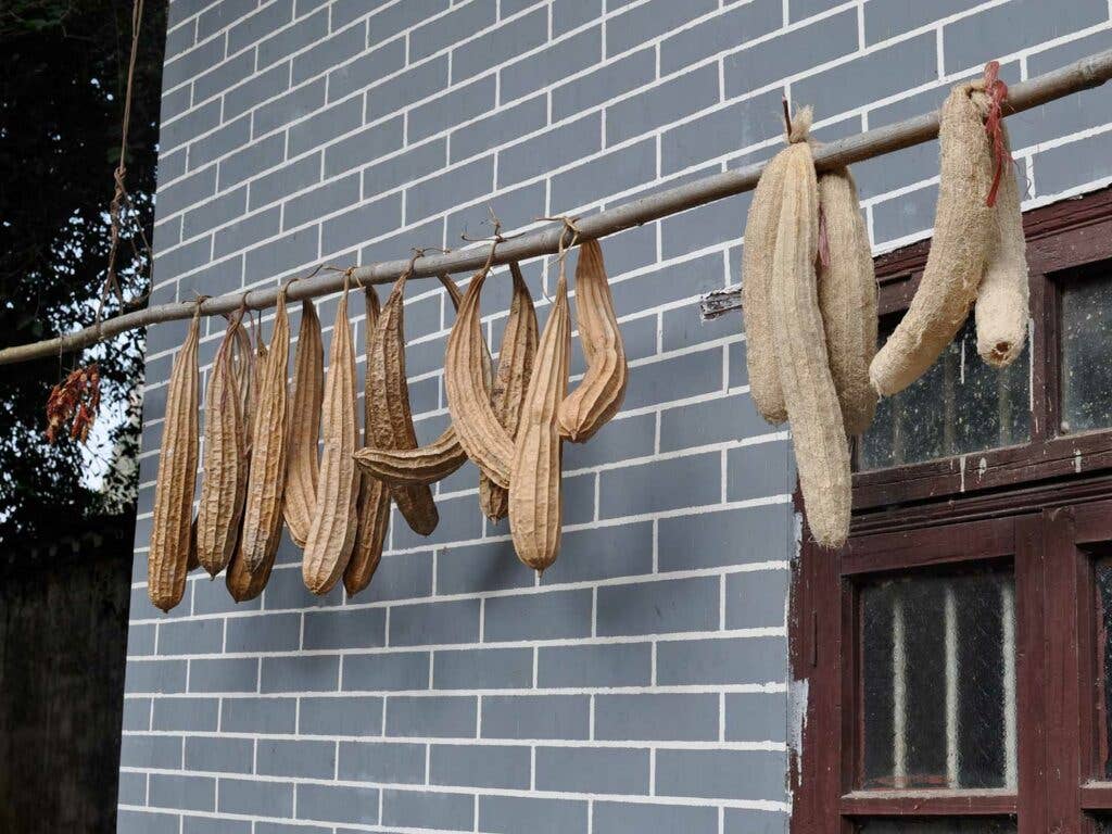 drying loofas