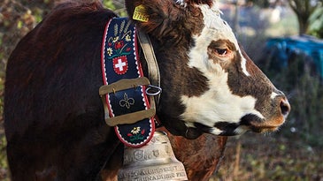 How Switzerland's Famous Dairy Cow Bells Are Made