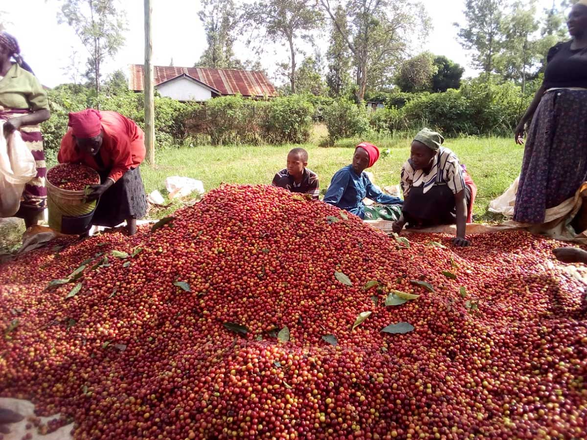 Kenya's Mountain View Farm