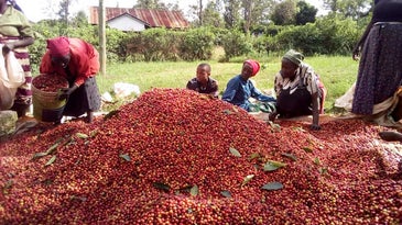 How Kenya Is Becoming a Nation of Coffee Drinkers