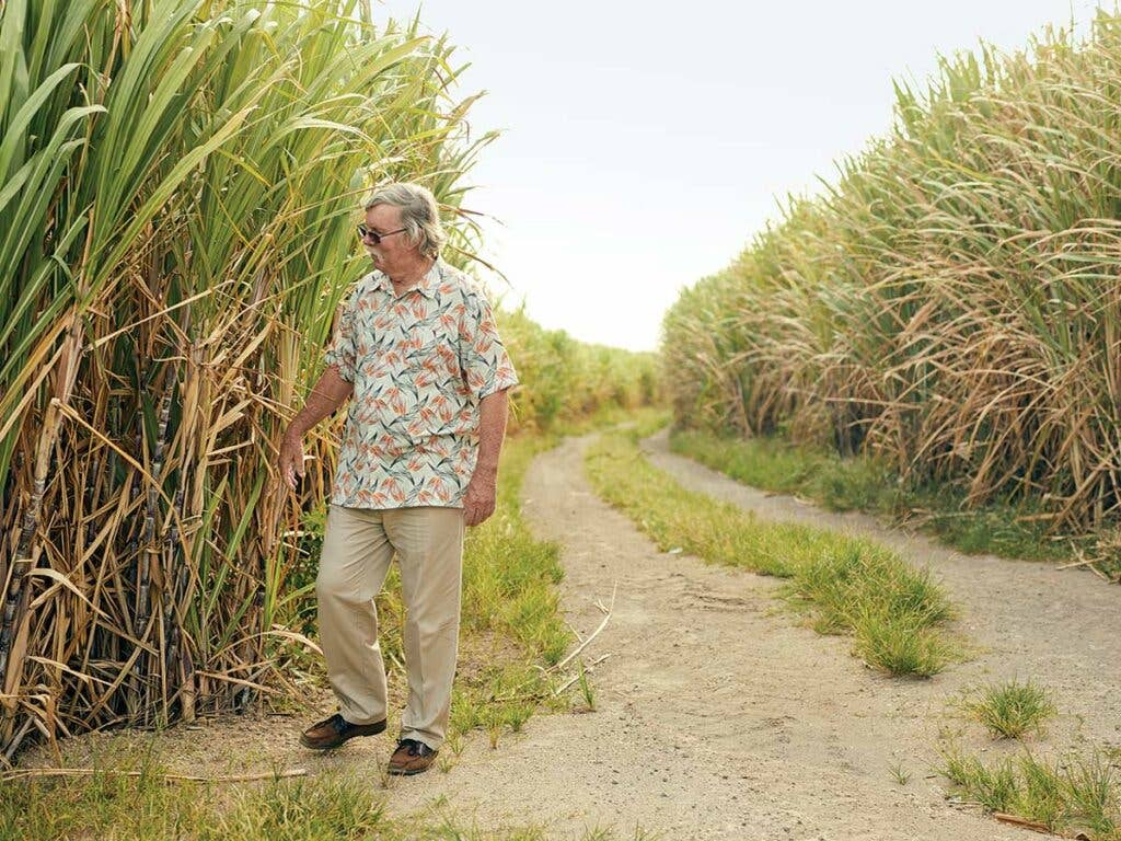 sugarcane field