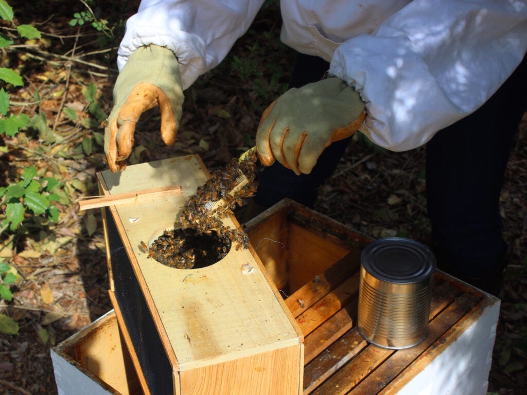 Keeping Bees